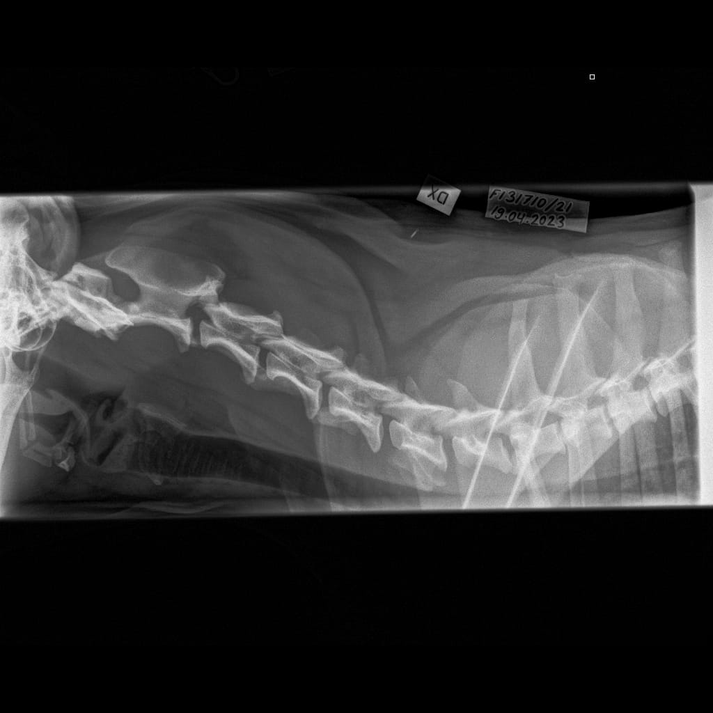 Selkäranka -Kaularanka LAT-6.11.2023-16_02_20-906