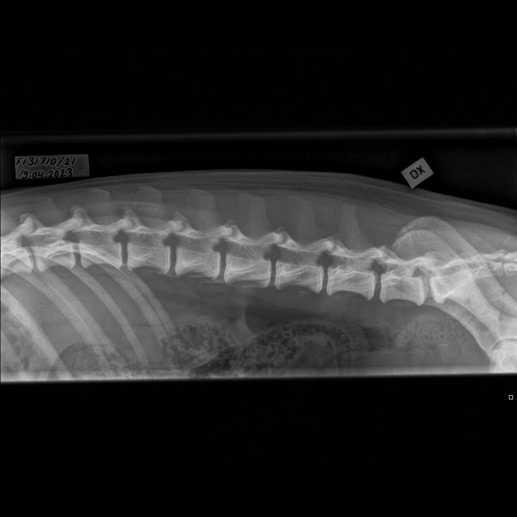 Selkäranka -Lanneranka LAT-6.11.2023-16_02_21-719