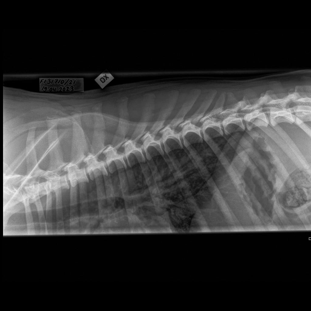 Selkäranka -Rintaranka LAT-6.11.2023-16_02_17-358