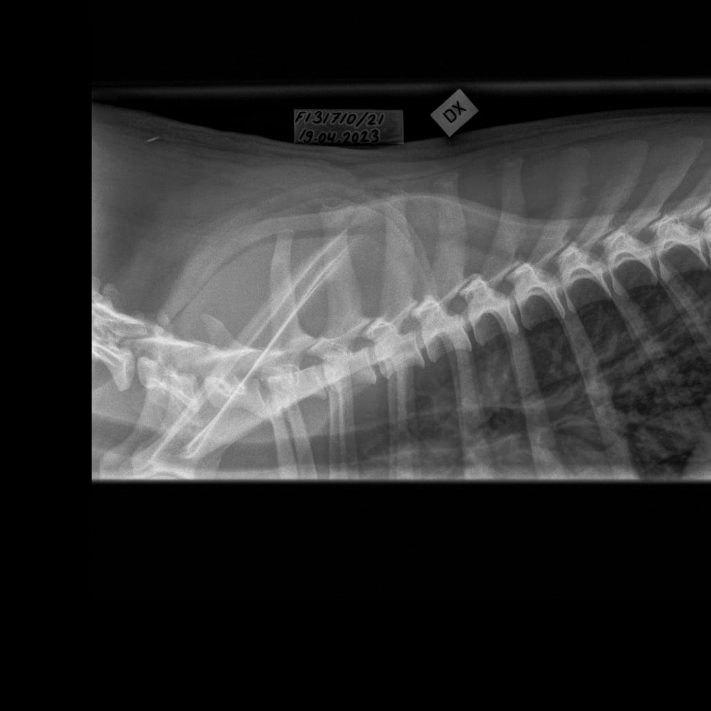 Selkäranka -Rintaranka LAT-6.11.2023-16_02_18-718