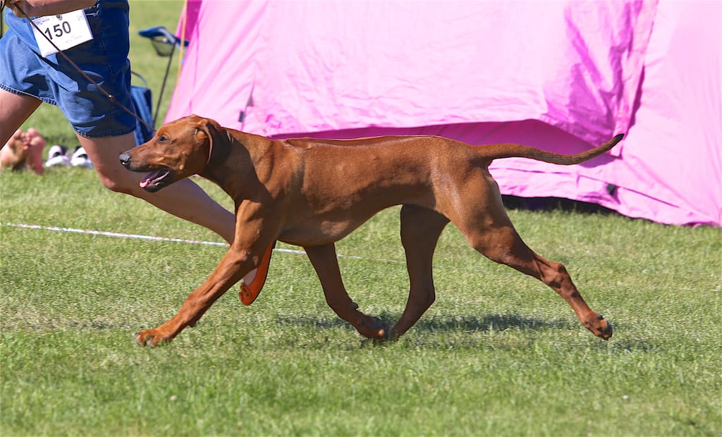 CN9A6987 BOB and BIG-1 in Helsinki Puppy Show 27.5.2018