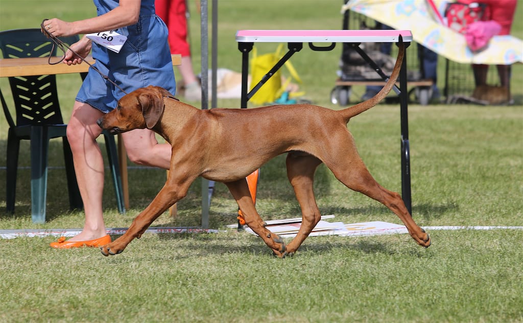 CN9A6925 BOB and BIG-1 in Helsinki Puppy Show 27.5.2018