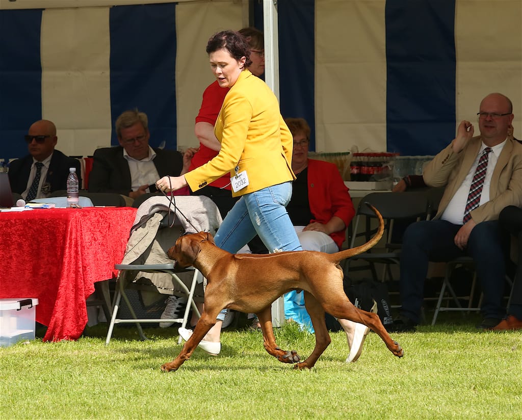 CN9A6348 BOB in Herning 12.5.2018
