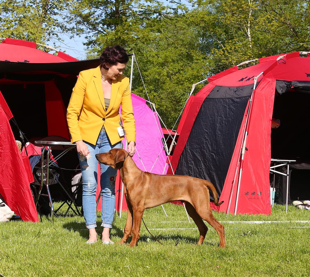CN9A6105 BOB in Herning 12.5.2018