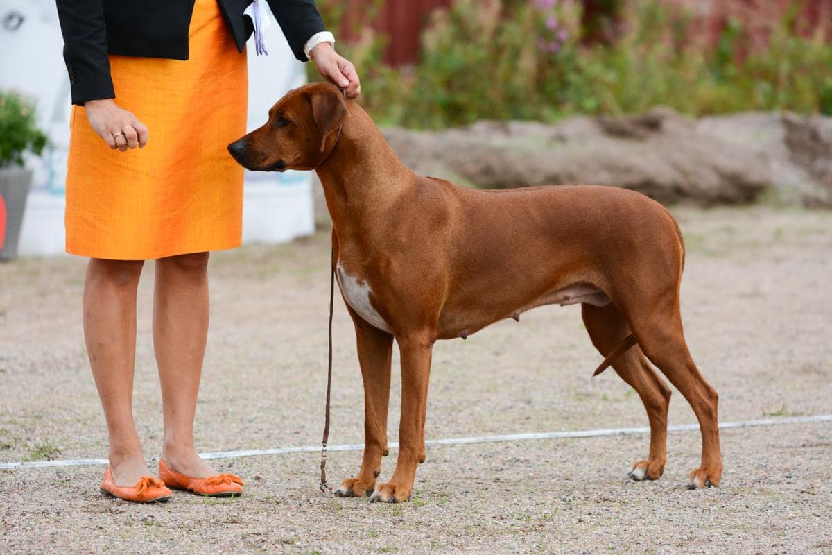 40567801_2156120167970206_8182462239945523200_o