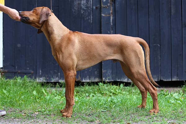 Iivo 6,5, months