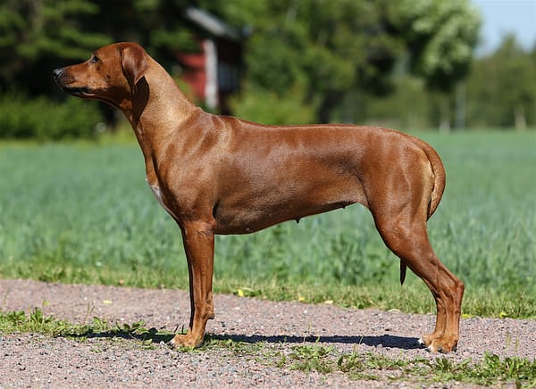 Hilda 4,5 years